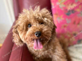 Kc reg Dna tested toy poodle puppies