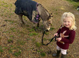 Two very sweet Jenny donkeys for sale - Robertsbridge