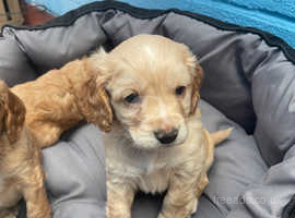 Four beautiful f1b male cockapoo puppies for sale