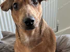 Dachshund x Jack Russell