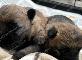 GORGEOUS CAIRN TERRIER PUPPIES