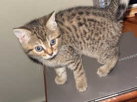 Female Bengal mix 8 weeks old