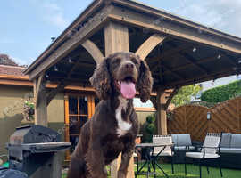 Working KC cocker spaniel