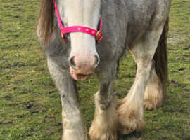 Stunning traditional cob