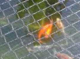 Year old Goldfish