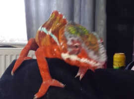 gorgeous red chameleon
