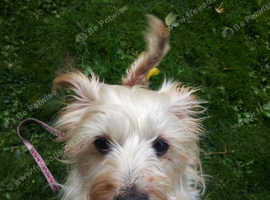 Terrier