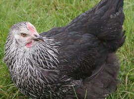 Silver Sussex point of lay pullets for sale