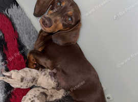 Miniature dachshund