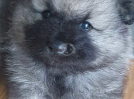 Very rear Champion Keeshond puppies
