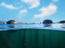 Investment opportunity in Oyster and Mussel farming