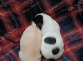 puppy for sale