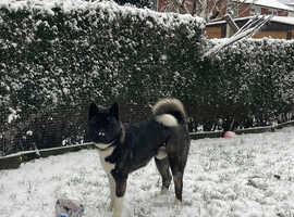 American Akita