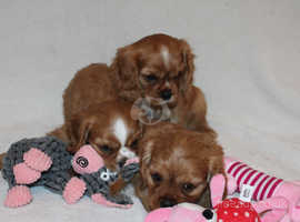 Gorgeous Cavalier King Charles Spaniel puppies
