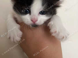 Kittens