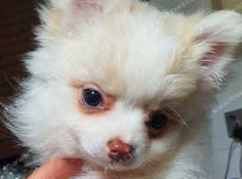 Tiny Pomchi puppy