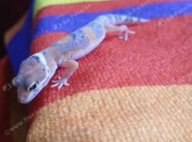 Leopard geckos