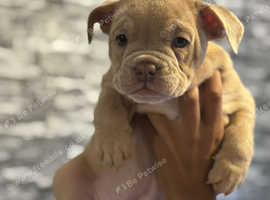 2 puppies ready now male and female