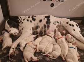 Pedigree dalmatian sales