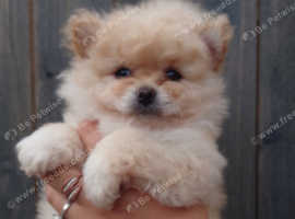 RUSSIAN LINE POMERANIAN PUPPIES