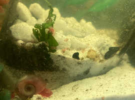 Ramshorn baby snails