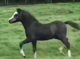 Brynrodyn Bohiemian SecA yearling  colt by Cwmhendy -Buster