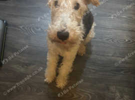 Female Fox Terrier