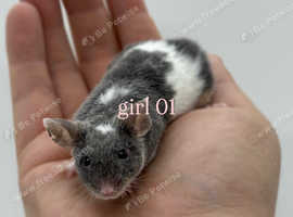 5 female fancy mice (please read description).