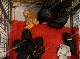 Cocker Spaniel Puppies