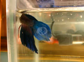 Male Betta fish and female beta fish for sell