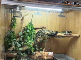 2 inland carpets python snakes