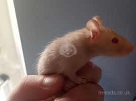 Gorgeous female baby rats