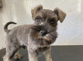 Pedigree miniature schnauzer