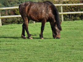 Dartmoor Hilland Pony. Free to 5* Home.