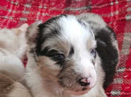 Australian Shepherd puppy's