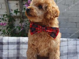 Male miniature poodle