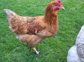 Egg layers Chickens for Sale.