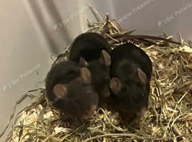 Fancy mice ready now