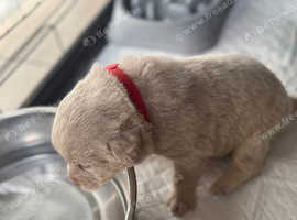 Labrador puppies for sale