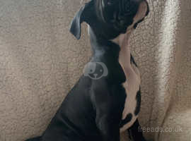 STUNNING CHAMPION LINE (SEALED BLACK) BOXER PUPS (KC REGISTERED)READY 2 GO NOW
