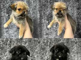 Pug tzu store puppies for sale