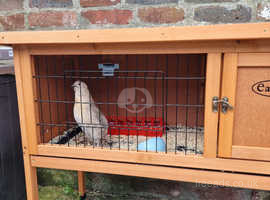 Male quail ( coturnix) free to good home