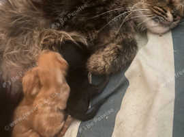 Half Maine coon Beautiful kittens for sale