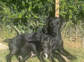 Lively Patterjack Puppies for sale