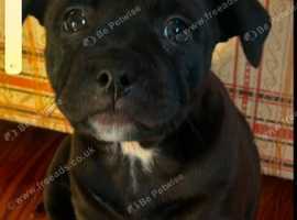 Beautiful Staffy girl