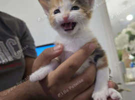4 little cute kittens