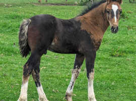 Welsh section c bay yearling colt