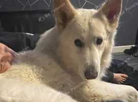 White german shepherd male