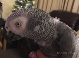 African Grey 19 years old
