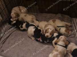 Bocker puppies